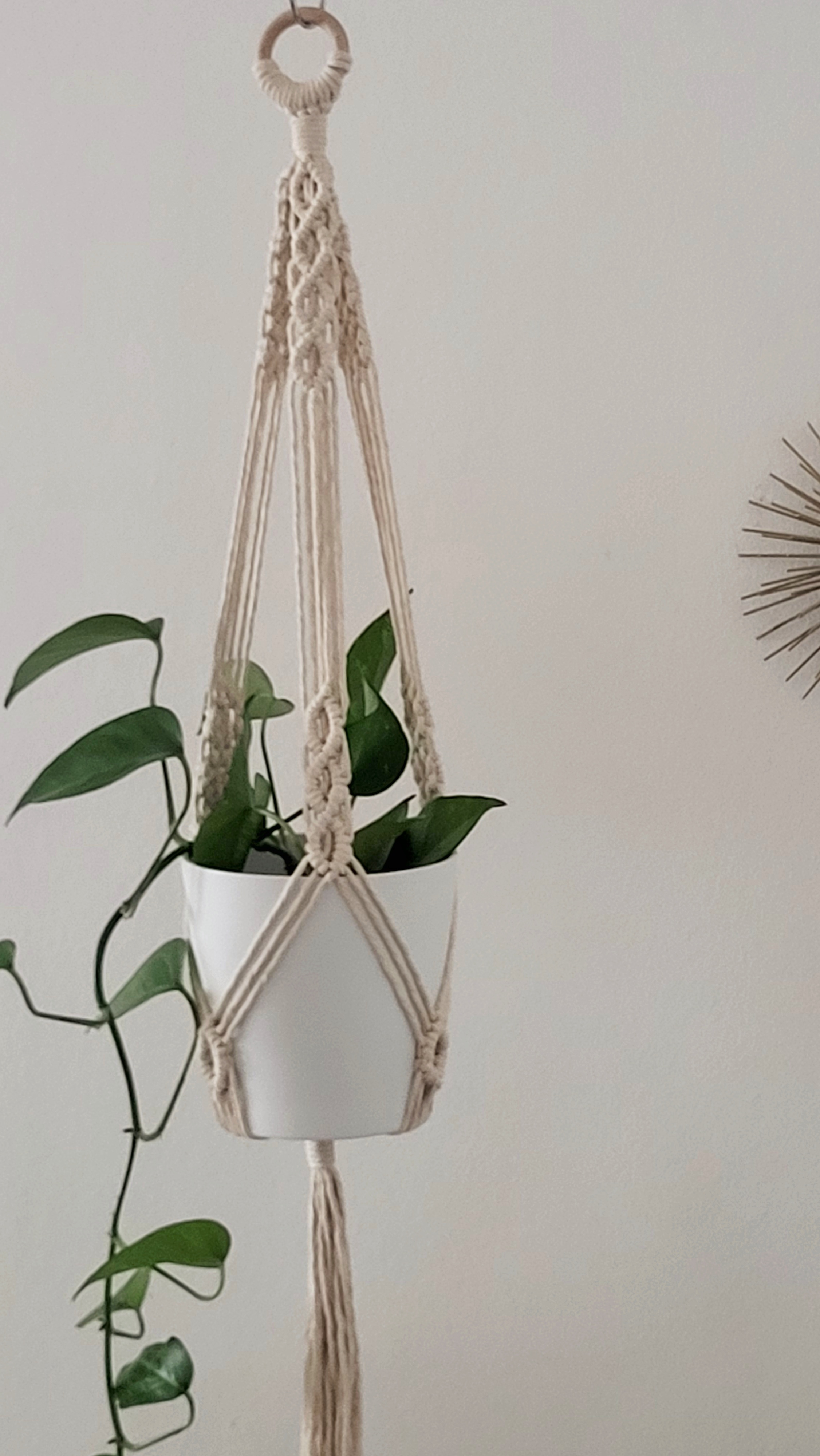 The Hazel - Classic – bild 4