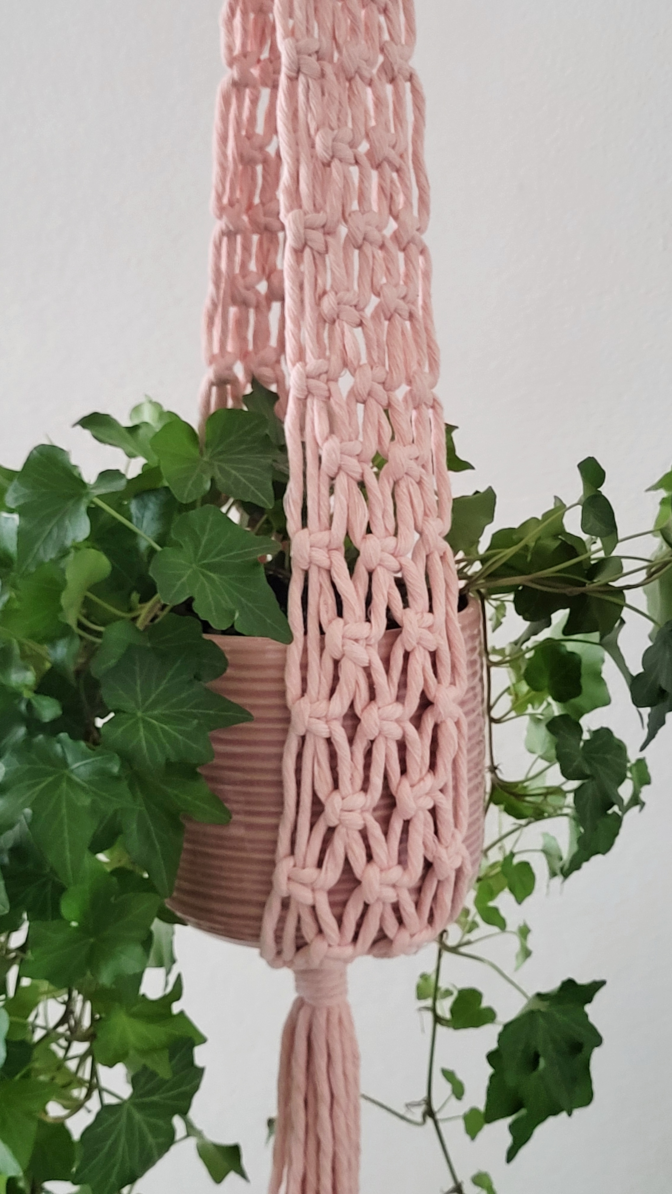The Ivy - Blush – bild 6