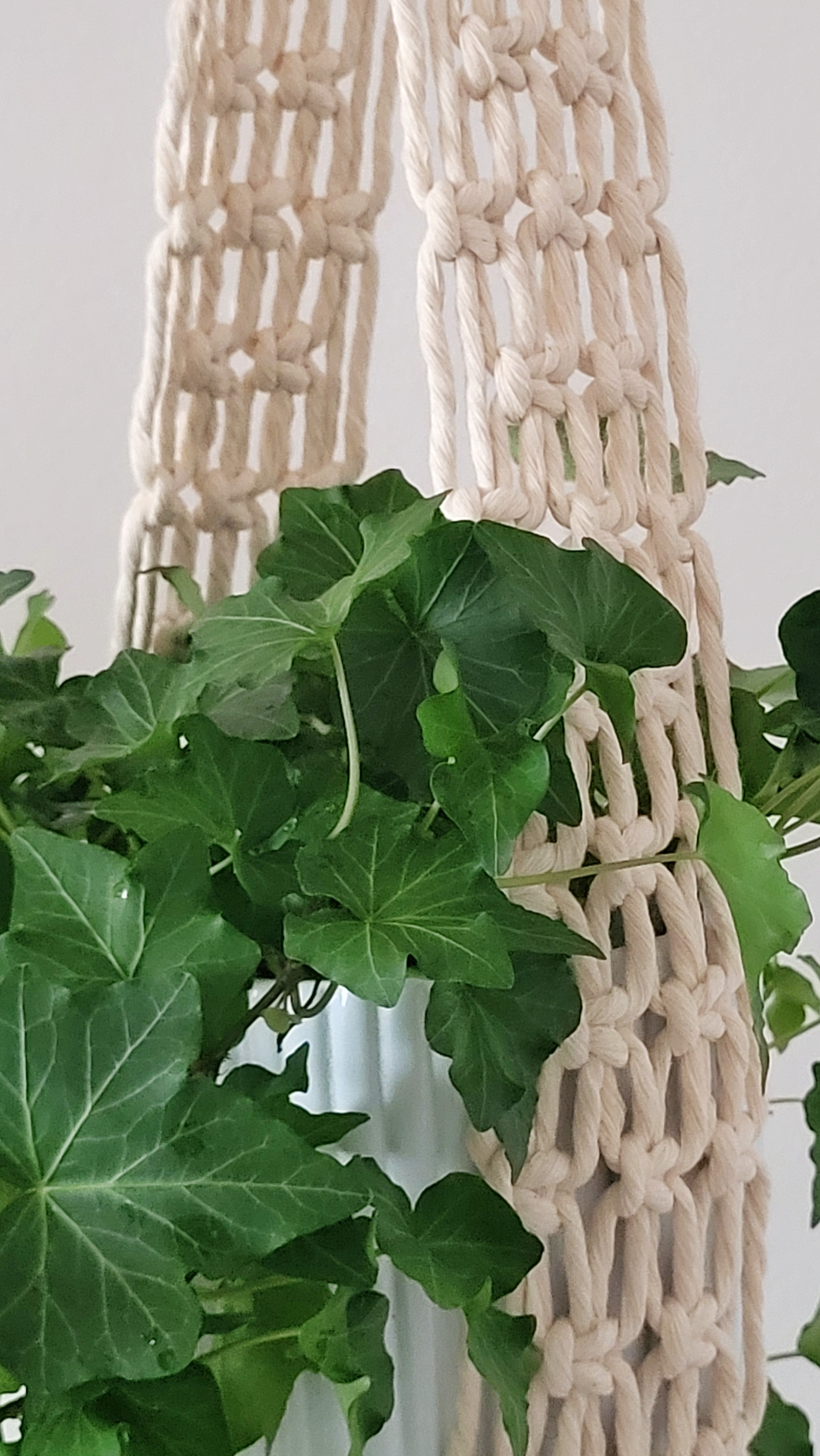 The Ivy - Natural – bild 6